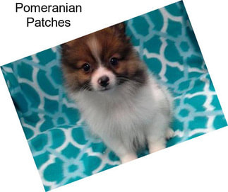 Pomeranian Patches