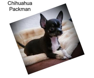 Chihuahua Packman