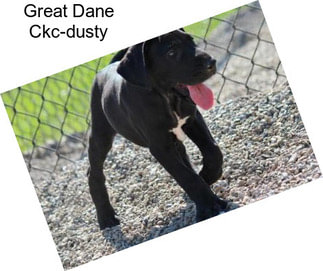 Great Dane Ckc-dusty