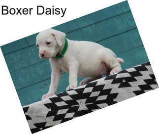 Boxer Daisy