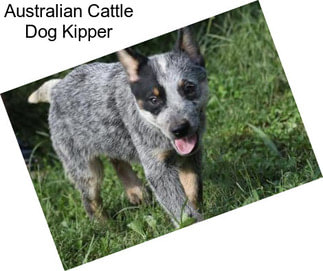 Australian Cattle Dog Kipper