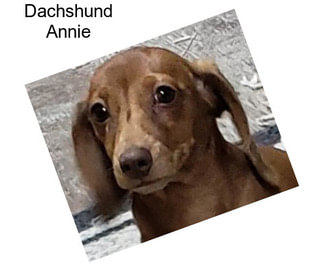 Dachshund Annie