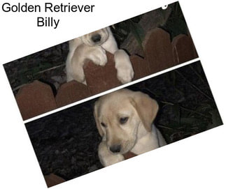 Golden Retriever Billy