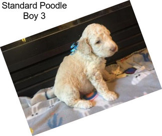 Standard Poodle Boy 3