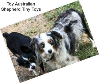 Toy Australian Shepherd Tiny Toys