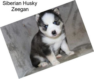 Siberian Husky Zeegan