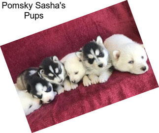 Pomsky Sasha\'s Pups