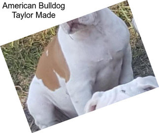 American Bulldog Taylor Made