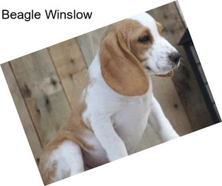 Beagle Winslow