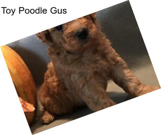 Toy Poodle Gus