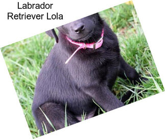 Labrador Retriever Lola