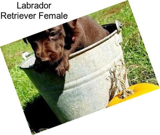 Labrador Retriever Female