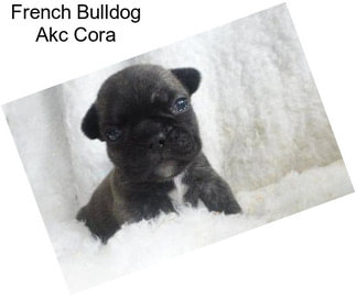 French Bulldog Akc Cora