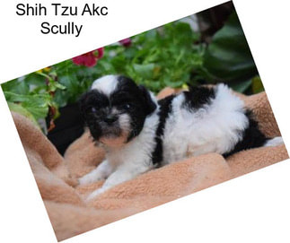 Shih Tzu Akc Scully