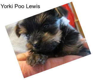 Yorki Poo Lewis