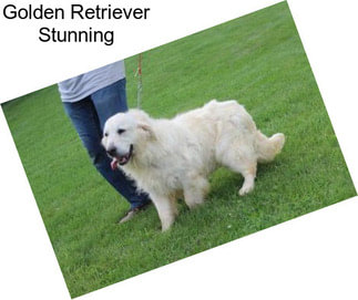 Golden Retriever Stunning