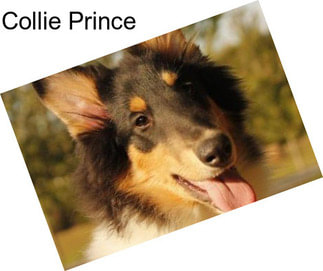 Collie Prince