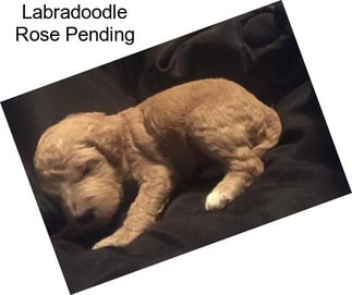 Labradoodle Rose Pending