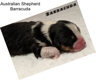 Australian Shepherd Barracuda