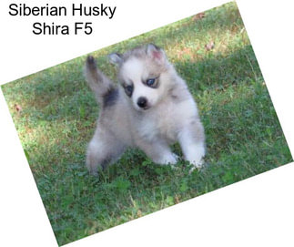 Siberian Husky Shira F5
