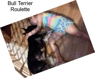 Bull Terrier Roulette