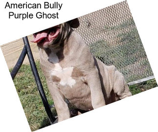 American Bully Purple Ghost