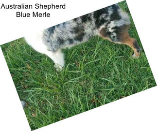 Australian Shepherd Blue Merle