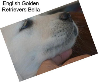 English Golden Retrievers Bella