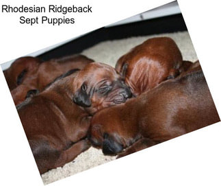 Rhodesian Ridgeback Sept Puppies