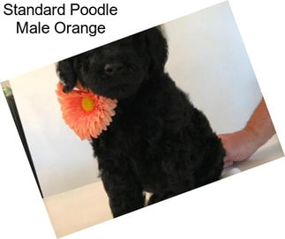 Standard Poodle Male Orange