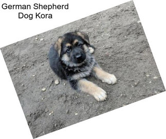 German Shepherd Dog Kora