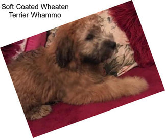 Soft Coated Wheaten Terrier Whammo