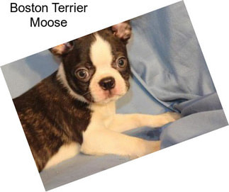 Boston Terrier Moose