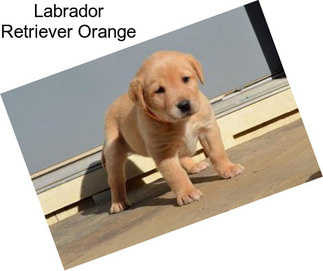 Labrador Retriever Orange