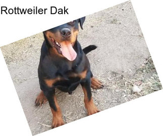 Rottweiler Dak