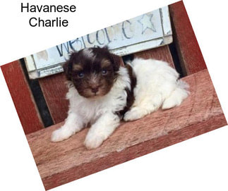 Havanese Charlie