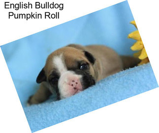 English Bulldog Pumpkin Roll