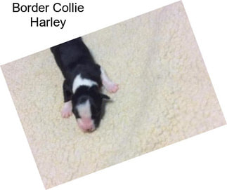 Border Collie Harley