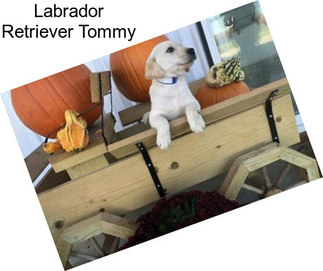 Labrador Retriever Tommy