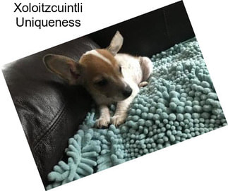 Xoloitzcuintli Uniqueness