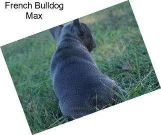 French Bulldog Max