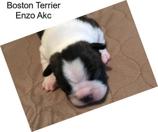 Boston Terrier Enzo Akc