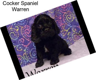 Cocker Spaniel Warren