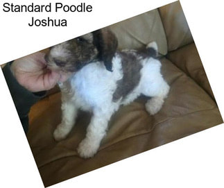 Standard Poodle Joshua