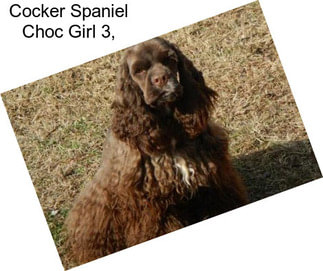 Cocker Spaniel Choc Girl 3,