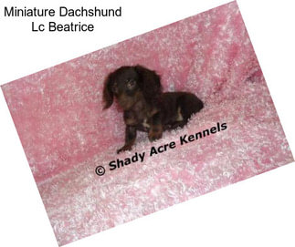 Miniature Dachshund Lc Beatrice