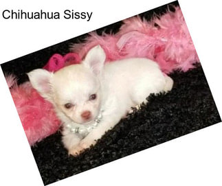 Chihuahua Sissy