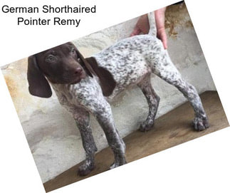 German Shorthaired Pointer Remy