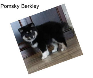 Pomsky Berkley