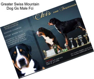 Greater Swiss Mountain Dog Gs Male Fci